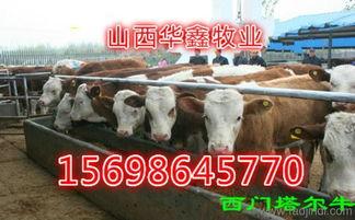 牛牛精品在线观看,解锁精彩瞬间，畅享视听盛宴